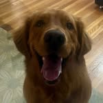 Bernie Kosar Bates - @the_golden_boy_bernie - Instagram