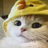 berniecebates - @lpg8516 - TikTok