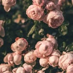 Bernie Becker - @lil._lianaquigley - Instagram