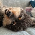 Bernie Berg - @doggythebernie - Instagram