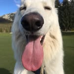 Bernie - @bernie_le_berger - Instagram