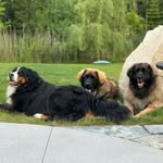 Jac, June, & Matilda🐾 - @bernie_and_bergers - Instagram