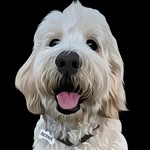 Bernie - @bernieboydoodle - Instagram
