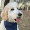 BernieBoyDoodle - @bernieboydoodle - TikTok