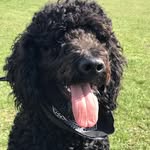 BernieBrowne - @labradoodleberniebrowne - Instagram