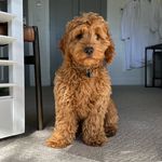 Bernie aka ‘Mr Burns’ - @bernie_spoodle - Instagram