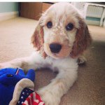 Bernie Burns - @bernie_burns_cocker - Instagram