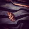 Bernie Le coquillage - @berniecoquillage - TikTok