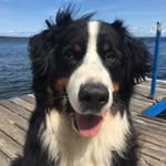 Bernie Bear O'Connell - @berniebearoconnell - Instagram