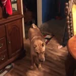 Bernie - @berniedankoo - Instagram