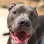 king bernie 👑🐶🐾👨🏼‍🦳 - @berniedanford - Instagram