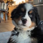 BERNIE GRANT | Music City Mountain Dog - @musiccity.mountaindog - Instagram