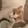 hi - @bernielang3 - TikTok