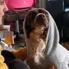 bernieleonard78 - @bernieleonard78 - TikTok