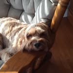 Bernie - @bernie.mccabe - Instagram