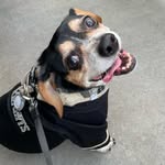 Bernie Mac Morris - @pintsizebernie - Instagram