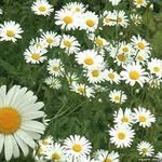Bernie Rodgers - @bernie.rodgers.9 - Instagram