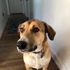 Beanie Shepherd Mix - @beanie.shepherd.mix - TikTok