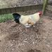 Bernie Watson - Facebook