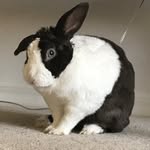 Bernie White - @bernardrabbit - Instagram