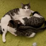 Cats Berrygrove - @cats.berrygrove - Instagram