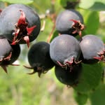 Grove Berry Patch - @groveberrypatch - Instagram