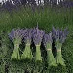 High Grove Berry Farm - @highgroveberryfarm - Instagram