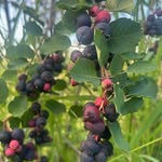 The Grove Berry Patch - @thegroveberrypatch - Instagram