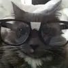 ~>Oakley<~ - @oakley.berryave.loves - TikTok