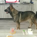 Bert de Vos - @bertde.vos - Instagram