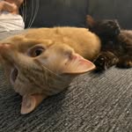@bertdollyandoliver - Instagram