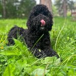 Bert Duke - @themtnpoodle - Instagram