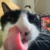 Bertterneger - @bertterneger - TikTok