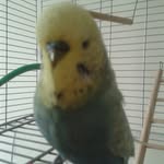 Bert - @bertelliott12 - Instagram