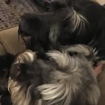 Elliott & Bert - @elliottandbert - Instagram