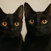 🖤🐈‍⬛ Bert and Ernie 🐈‍⬛🖤 - @bert_ernie_0 - TikTok