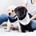 Bert & Ernie - @bertandernie_labradors - Instagram