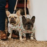ʙᴇʀᴛ + ᴇʀɴɪᴇ - @thewoofsters - Instagram