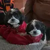 Bert & Ernie - @2zuchons - TikTok
