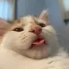 Bert & Ernie - @bert.ernie113024 - TikTok