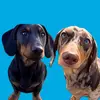 Bert & Ernie - @bert.an.ernie - TikTok