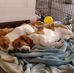 Bert and Ernie  The Basset Boys - Facebook