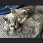 Bertie & Ernie - @bert.ernie_bsh - Instagram