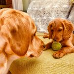 Cockerdor & Cocker - @bert__ernie_puppies - Instagram