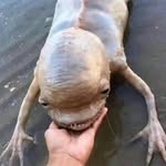 Bert - @bert_fish_alien - Instagram