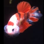 Bert Fish - @bert.fish.756 - Instagram
