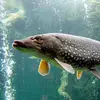 bert_fish - @bert_fish - TikTok
