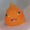 mr. fishbert - @mr.fishbert - TikTok
