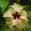 @bertlovesflowers - @stevebert4 - TikTok