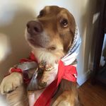 Bert The Foxy Collie - @bertthefoxycollie - Instagram